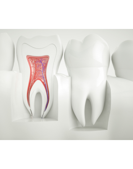 Dentinhypersensibilität – wie Schmerzempfindlichkeiten an den Zähnen entstehen und was man jeden Tag mittels Zahnpflege dagegen tun kann